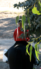 back through the leaves